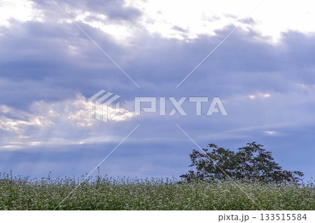 山本山高原のそば畑 133515584