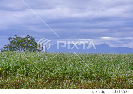 山本山高原のそば畑 133515585