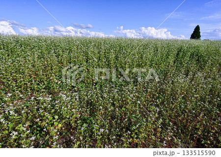 山本山高原のそば畑 133515590