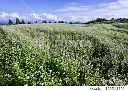 山本山高原のそば畑 133515591