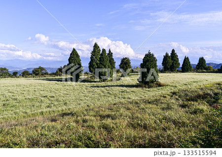山本山高原のそば畑 133515594