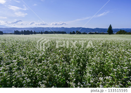 山本山高原のそば畑 山本山高原のそば畑 133515595