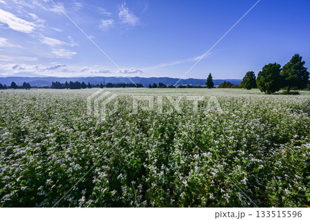 山本山高原のそば畑 山本山高原のそば畑 133515596