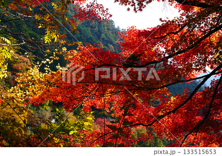 山間部の紅葉 山間部の紅葉 133515653