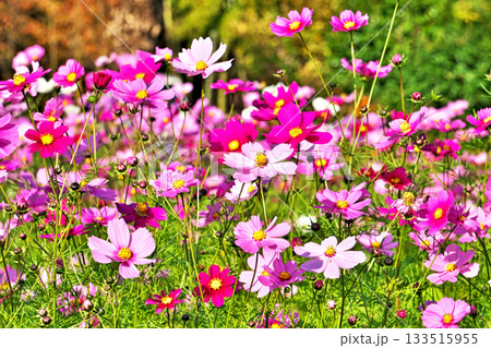 たくさんの色のコスモス畑の花 たくさんの色のコスモス畑の花 133515955