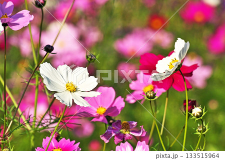 たくさんの色のコスモス畑の花 133515964