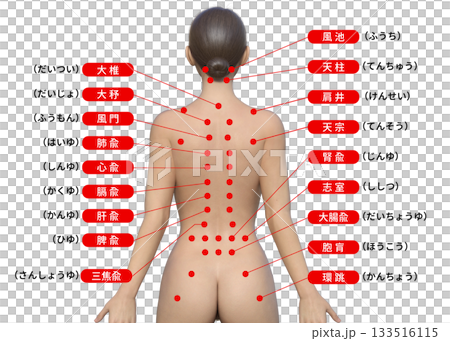 背中のツボ 女性の後ろ姿のツボ押しの3D図解イラスト 上半身背面 133516115