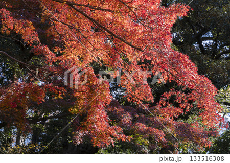 モミジの紅葉 133516308