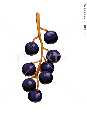 Cartoon ripe bird cherry berry branch. Vector black berries with glossy dark skin and brown stem. Fresh juicy fruit cluster, isolated healthy organic ingredient, natural food, raw vitamin garden plant Cartoon ripe bird cherry berry branch. Vector black berries with glossy dark skin and brown stem. Fresh juicy fruit cluster, isolated healthy organic ingredient, natural food, raw vitamin garden plant 133516379
