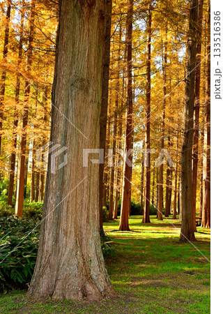 東京　都立水元公園 紅葉したメタセコイアの森  133516386