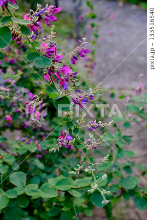 秋の七草はぎの花 133516540