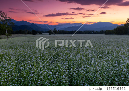 福島県南会津郡南会津町八総　舘岩地域の高杖原地区に広がるたかつえそば畑の白い蕎麦の花と夕焼け空 133516561