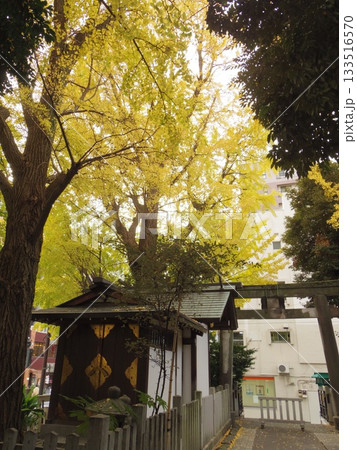黄葉した境内のイチョウ 133516570