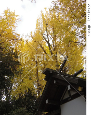 黄葉した境内のイチョウ 133516572