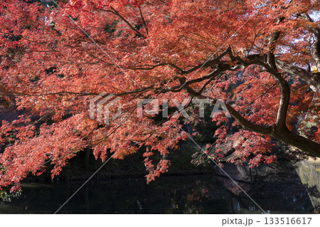 モミジの紅葉 133516617