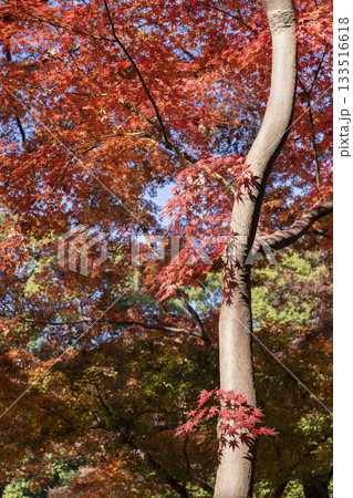 モミジの紅葉 133516618