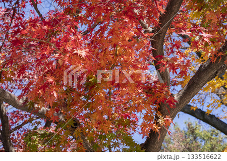 モミジの紅葉 モミジの紅葉 133516622
