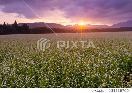 福島県南会津郡下郷町沢田　猿楽台地の広大なそば畑の白い蕎麦の花と朝日 133516700