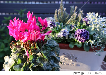 赤いシクラメンとフリルビオラの寄せ鉢 133516786