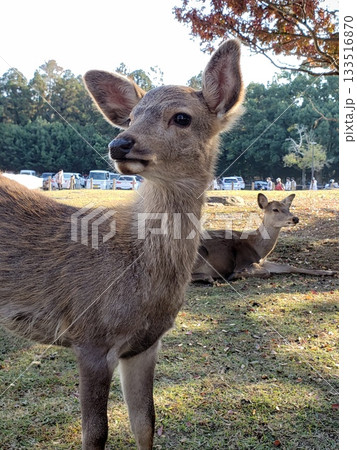 見つめる鹿 133516870
