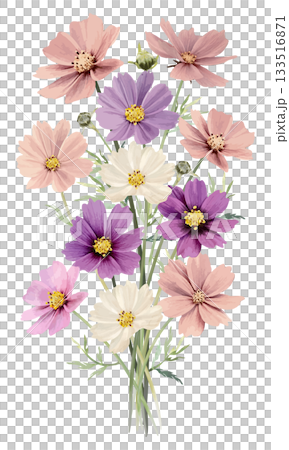 Watercolor cosmos illustration 133516871