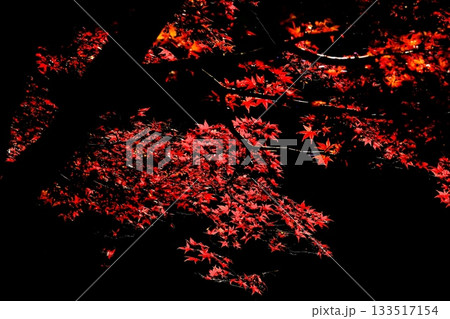 鮮やかに染まる薬師池のもみじ 133517154