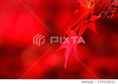 鮮やかに染まる薬師池のもみじ 133518213