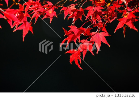 鮮やかに染まる薬師池のもみじ 133518216