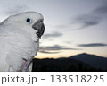 オウム　タイハクオウム　cockatoo　鳥 133518225