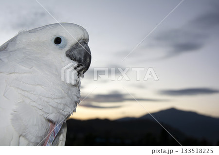 オウム タイハクオウム cockatoo 鳥 オウム タイハクオウム cockatoo 鳥 133518225