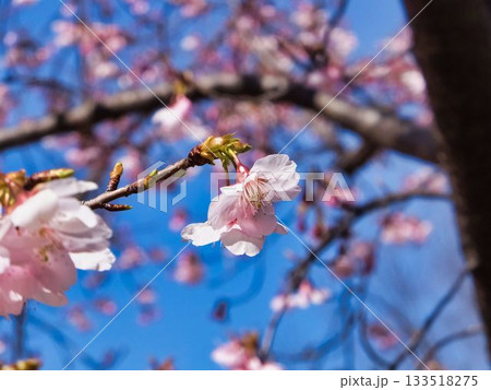 サクラの薄桃色の花 サクラの薄桃色の花 133518275