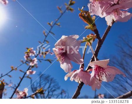 日差しを受ける、サクラの花 日差しを受ける、サクラの花 133518278