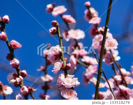 元気な、ウメの花 元気な、ウメの花 133518279