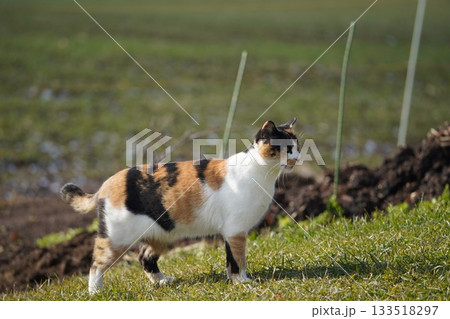サクラ耳カットの三毛猫 サクラ耳カットの三毛猫 133518297