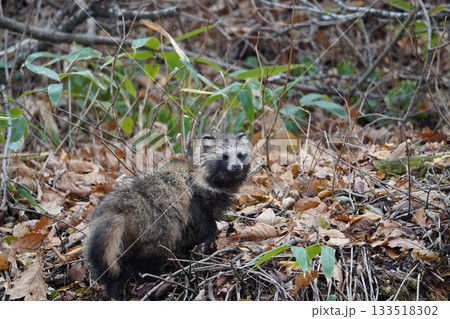 北海道の森の狸 133518302