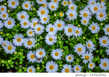 ヒナギク 133518702