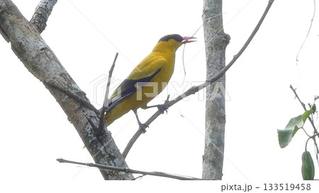 Colourful Black-naped Oriole bird on tree branch Colourful Black-naped Oriole bird on tree branch 133519458