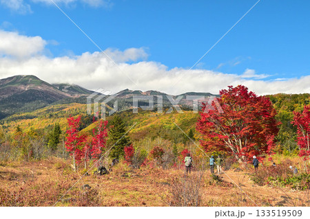 乗鞍高原のオオカエデの紅葉 133519509