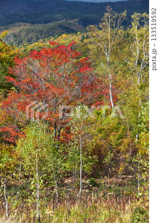乗鞍高原の紅葉 乗鞍高原の紅葉 133519592