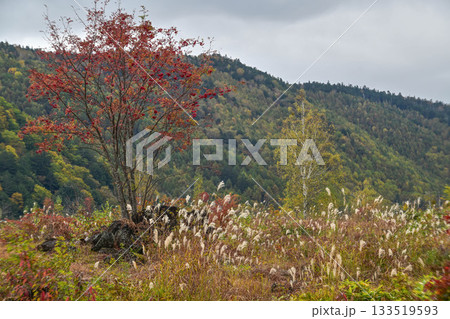 乗鞍高原の紅葉 乗鞍高原の紅葉 133519593