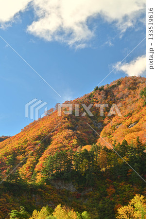 錦秋の白山白川郷ホワイトロード 133519616