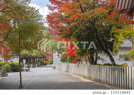 多田神社 境内 紅葉の季節 多田神社 境内 紅葉の季節 133519645