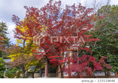 多田神社 境内 紅葉の季節 多田神社 境内 紅葉の季節 133519646
