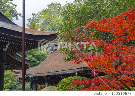 多田神社 本殿 紅葉の季節 多田神社 本殿 紅葉の季節 133519677