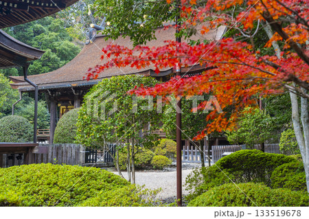 多田神社 本殿 紅葉の季節 多田神社 本殿 紅葉の季節 133519678