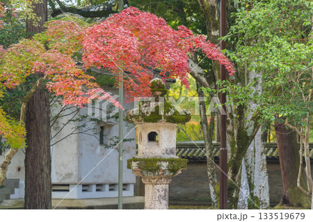 多田神社　紅葉の季節 133519679