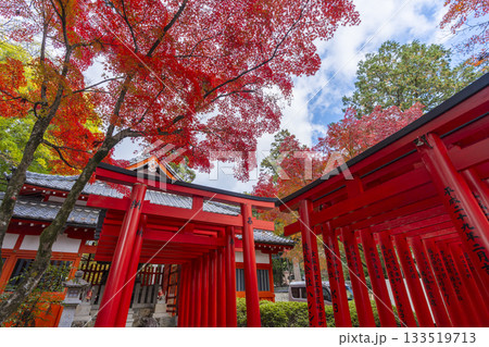 多田神社 田尻稲荷神社 紅葉の季節 多田神社 田尻稲荷神社 紅葉の季節 133519713