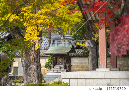 多田神社　多田院天満宮　紅葉の季節 133519720