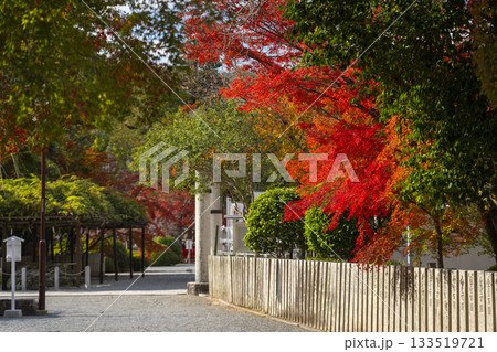 多田神社　境内　紅葉の季節 133519721