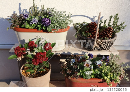 玄関前の花の寄せ植え＆寄せ鉢 133520056